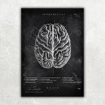 5er Paket Chalk Edition - Bestseller - Animus Medicus GmbH