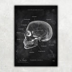 5er Paket Chalk Edition - Bestseller - Animus Medicus GmbH