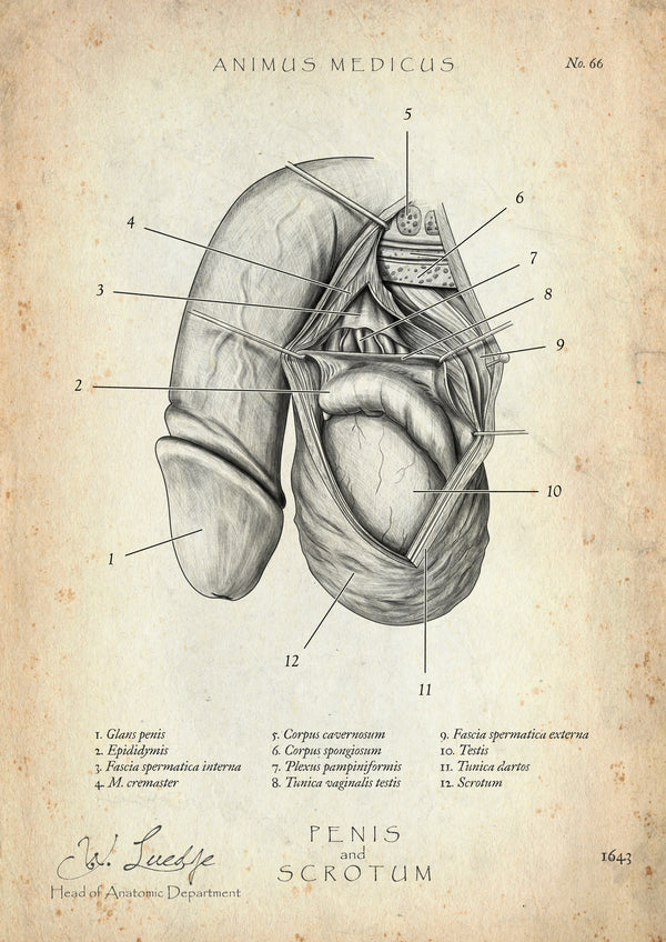 Penis mit Scrotum