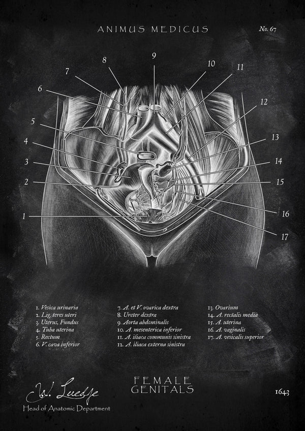 Weibliche Genitalien - Chalkboard
