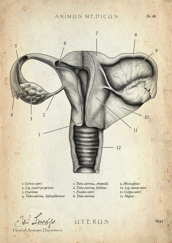 Uterus mit Adnexe