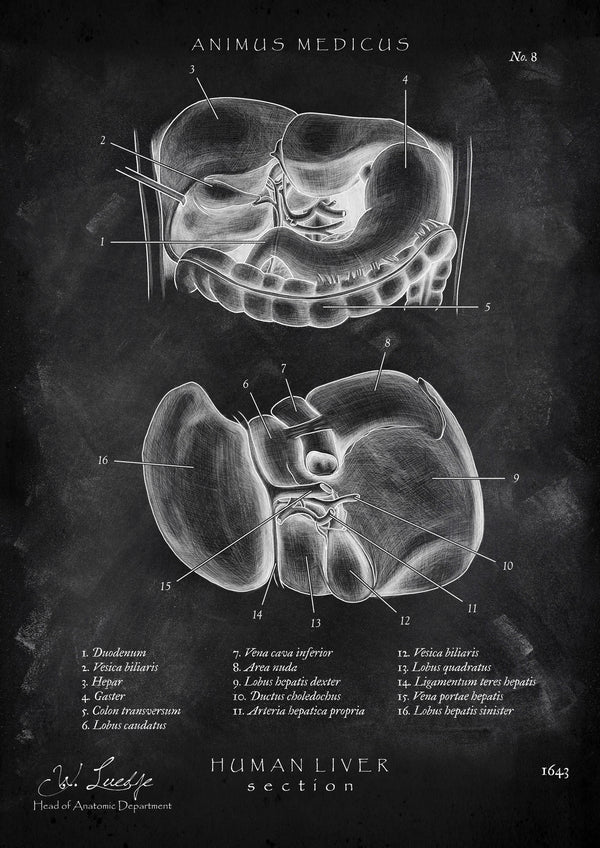 Leber Anatomie - Chalkboard