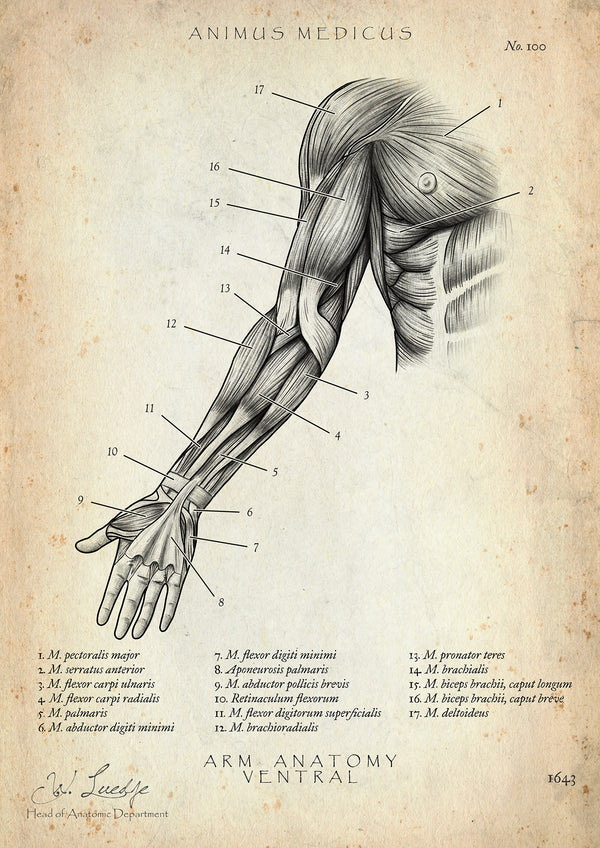 Arm Anatomie ventral