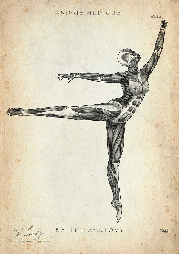 Ballett Anatomie Poster