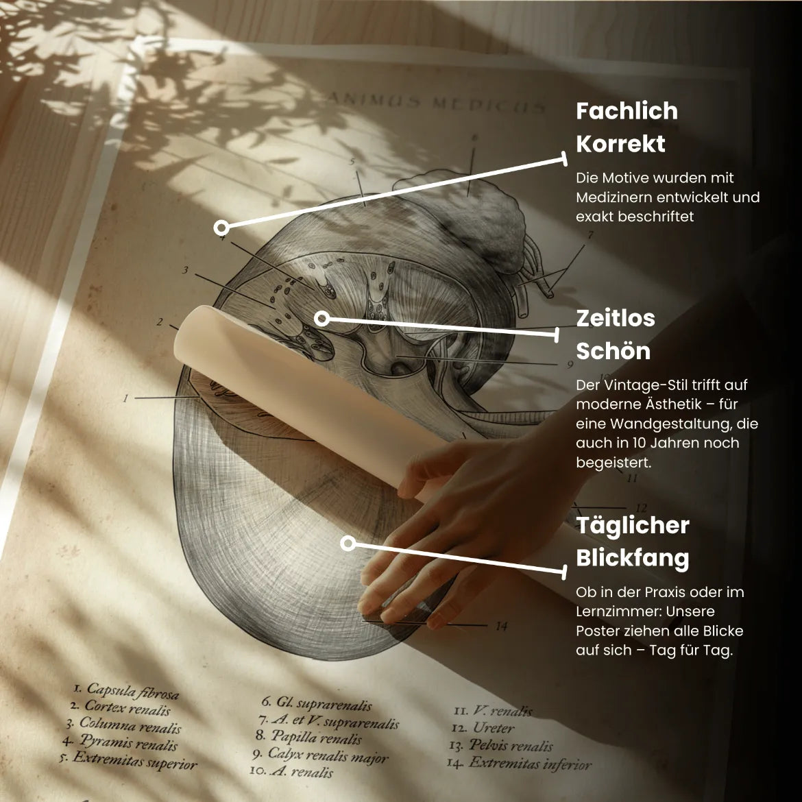 Anatomie des reins