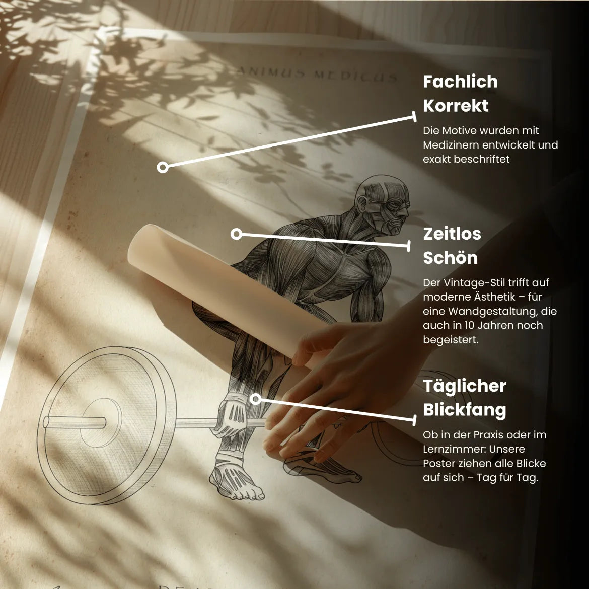 Poster Anatomie du Soulevé de Terre