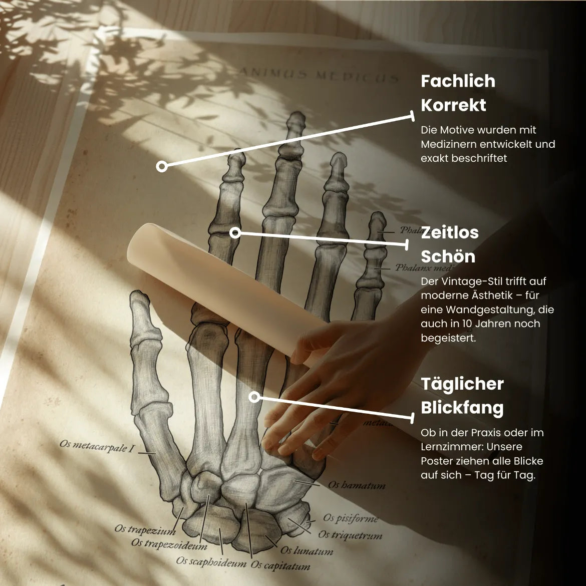 Anatomie des os de la main