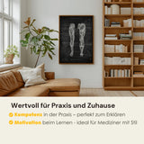 Anatomie des muscles des jambes - Tableau