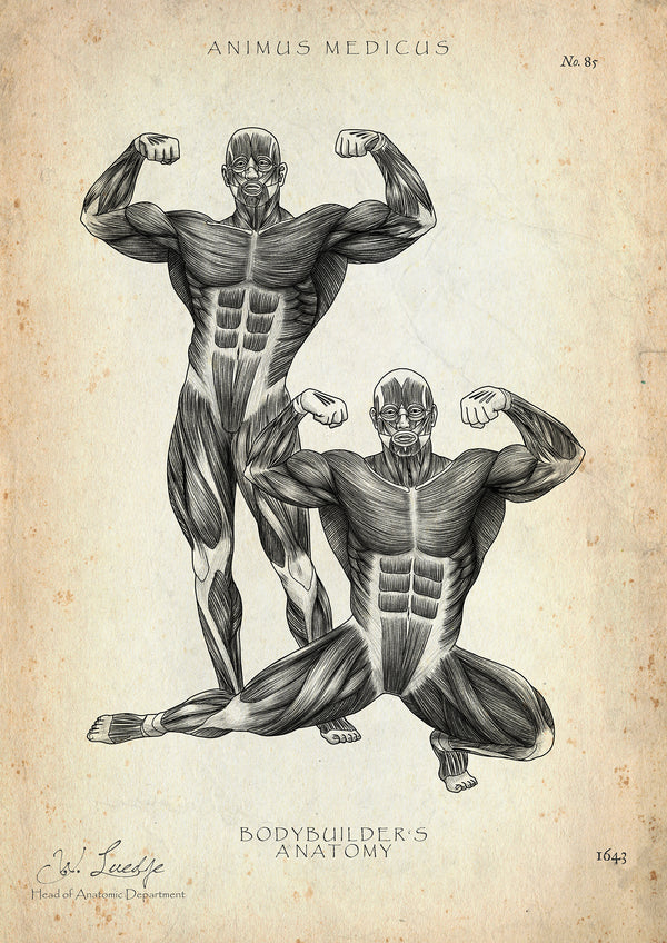Bodybuilder Anatomie Poster
