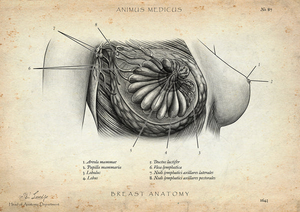 Brust Anatomie Poster