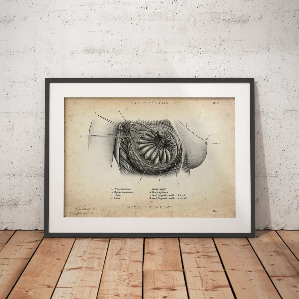 Poster d'anatomie du sein