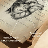 Anatomie du cœur