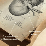 Anatomie des reins