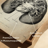 Anatomie des poumons
