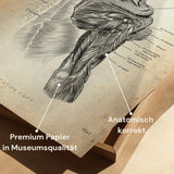 Anatomie de la coiffe des rotateurs