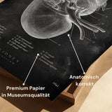 Anatomie des reins - Tableau noir