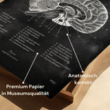 Cerveau en coupe sagittale - Tableau