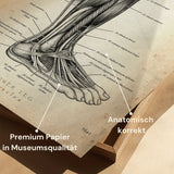 Muscles du mollet