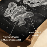 Anatomie de la hanche - Tableau