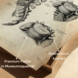 Affiche de l'anatomie du disque de volume