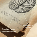 Le cerveau humain