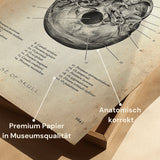Base du crâne Anatomie