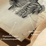 Muscles de l'épaule