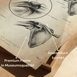 Conflit sous-acromial