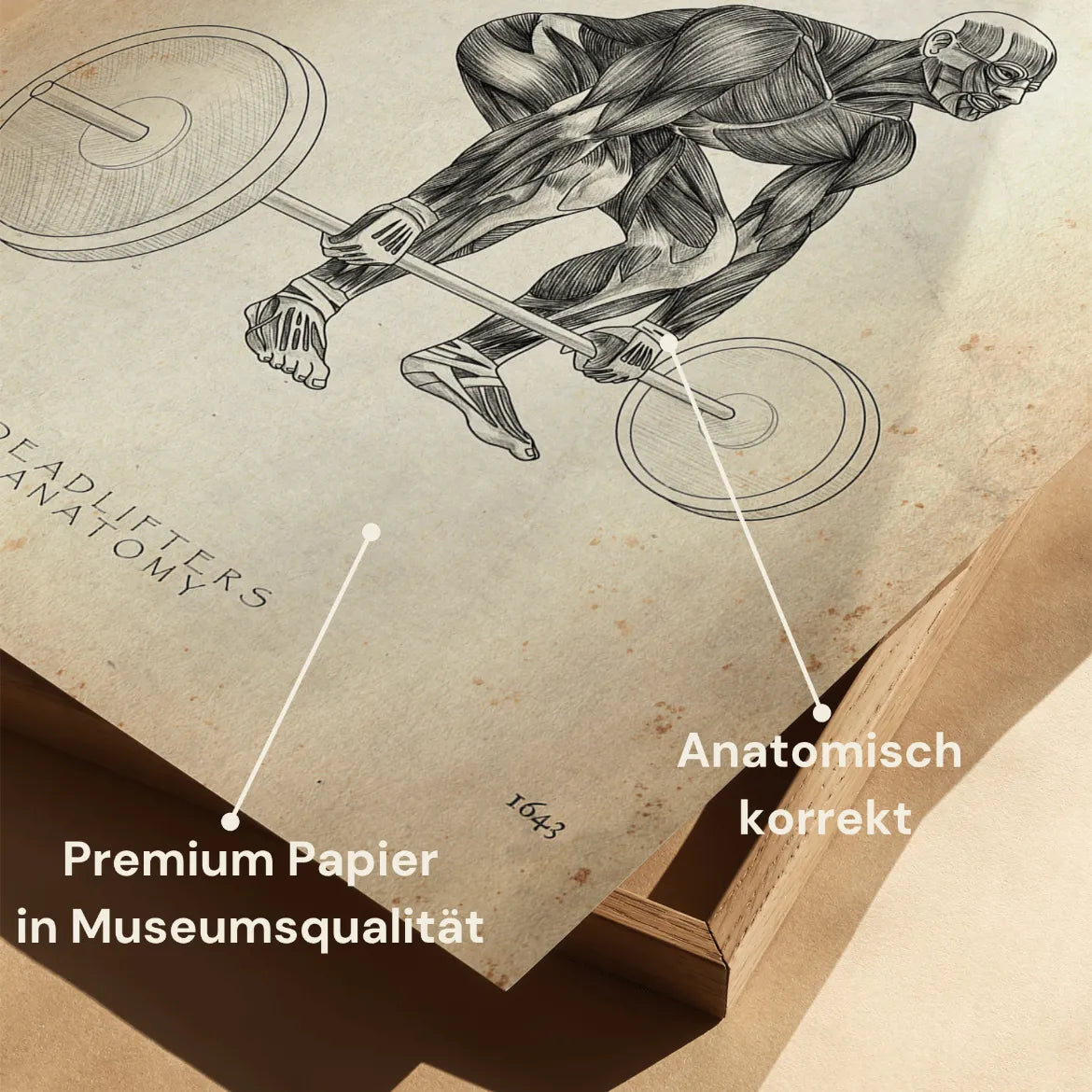 Poster Anatomie du Soulevé de Terre