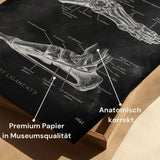 Ligaments du pied - Tableau noir