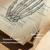 Anatomie des os de la main