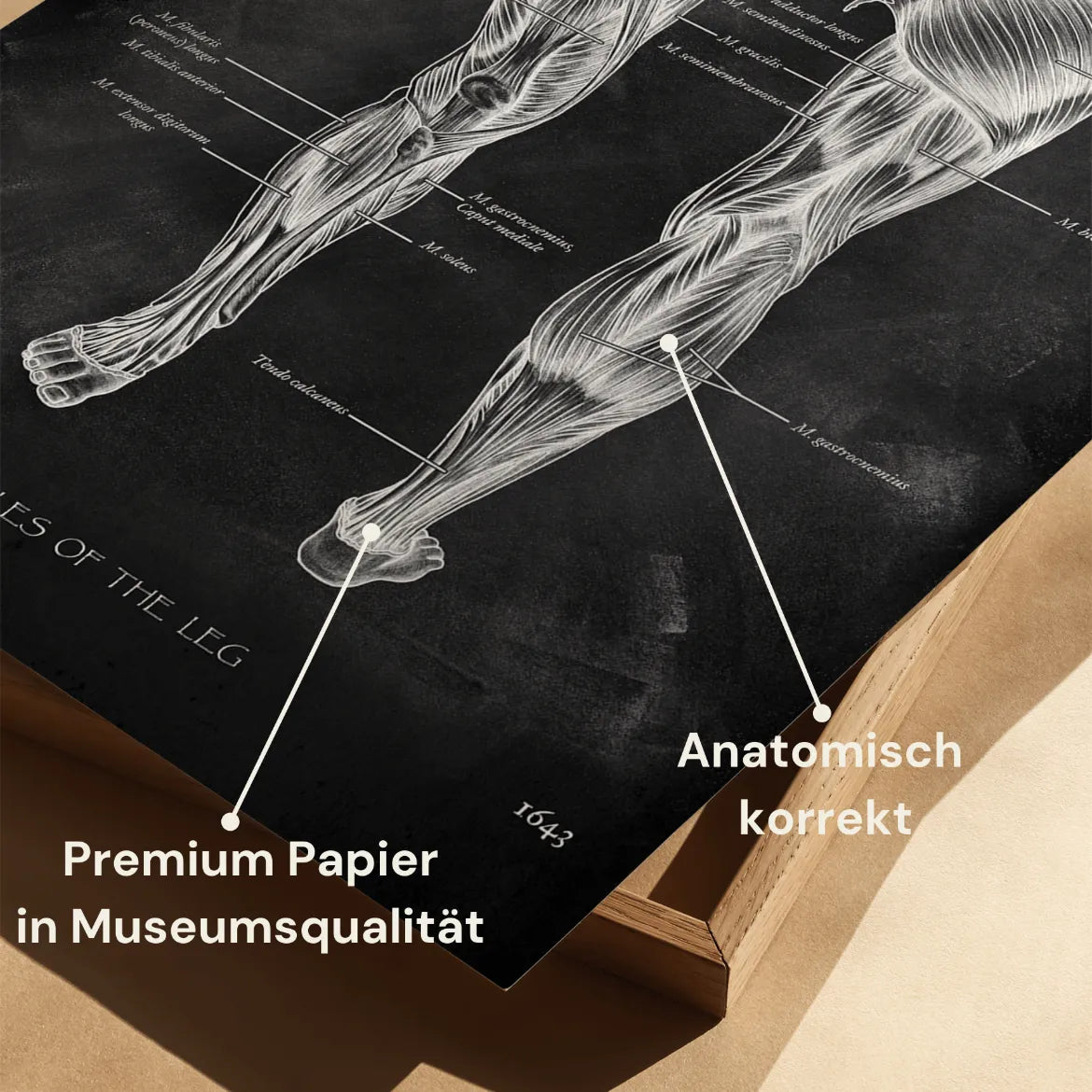 Anatomie des muscles des jambes - Tableau