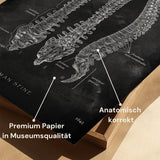 Colonne vertébrale | Structure et anatomie - Chalkboard