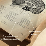Cerveau en coupe sagittale