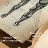 Anatomie des muscles des jambes