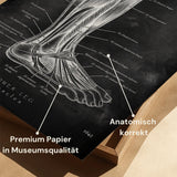 Muscles du mollet - Tableau noir