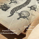 Anatomie des vertèbres