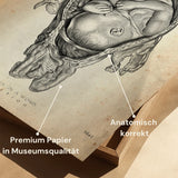 Bébé dans l'utérus