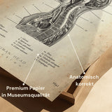 Anatomie du thorax