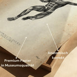 Poster Anatomie du Handball