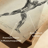 Poster d'anatomie de l'haltérophilie