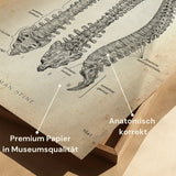 Colonne vertébrale | Structure et anatomie