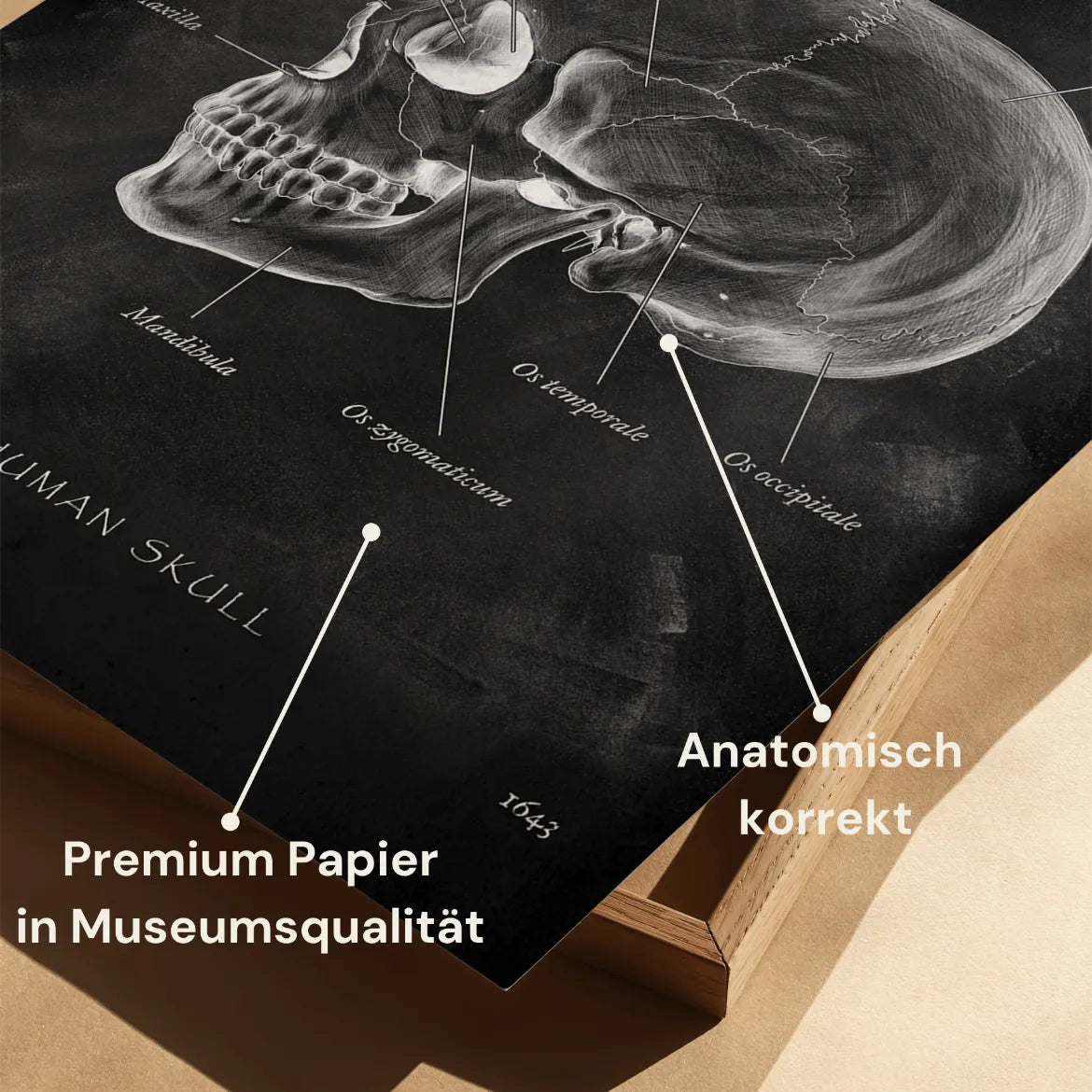 Anatomie du crâne - Tableau noir