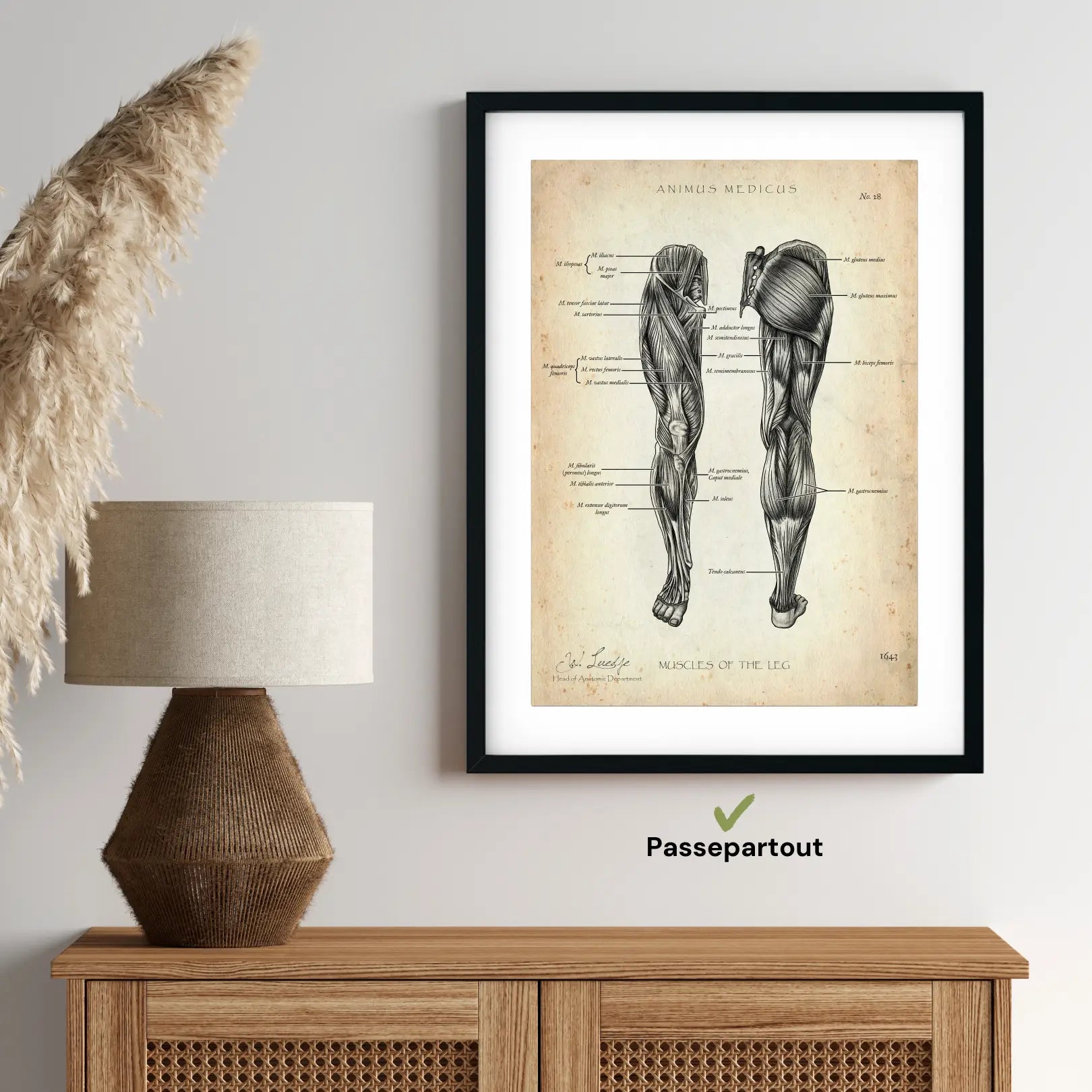 Anatomie des muscles des jambes