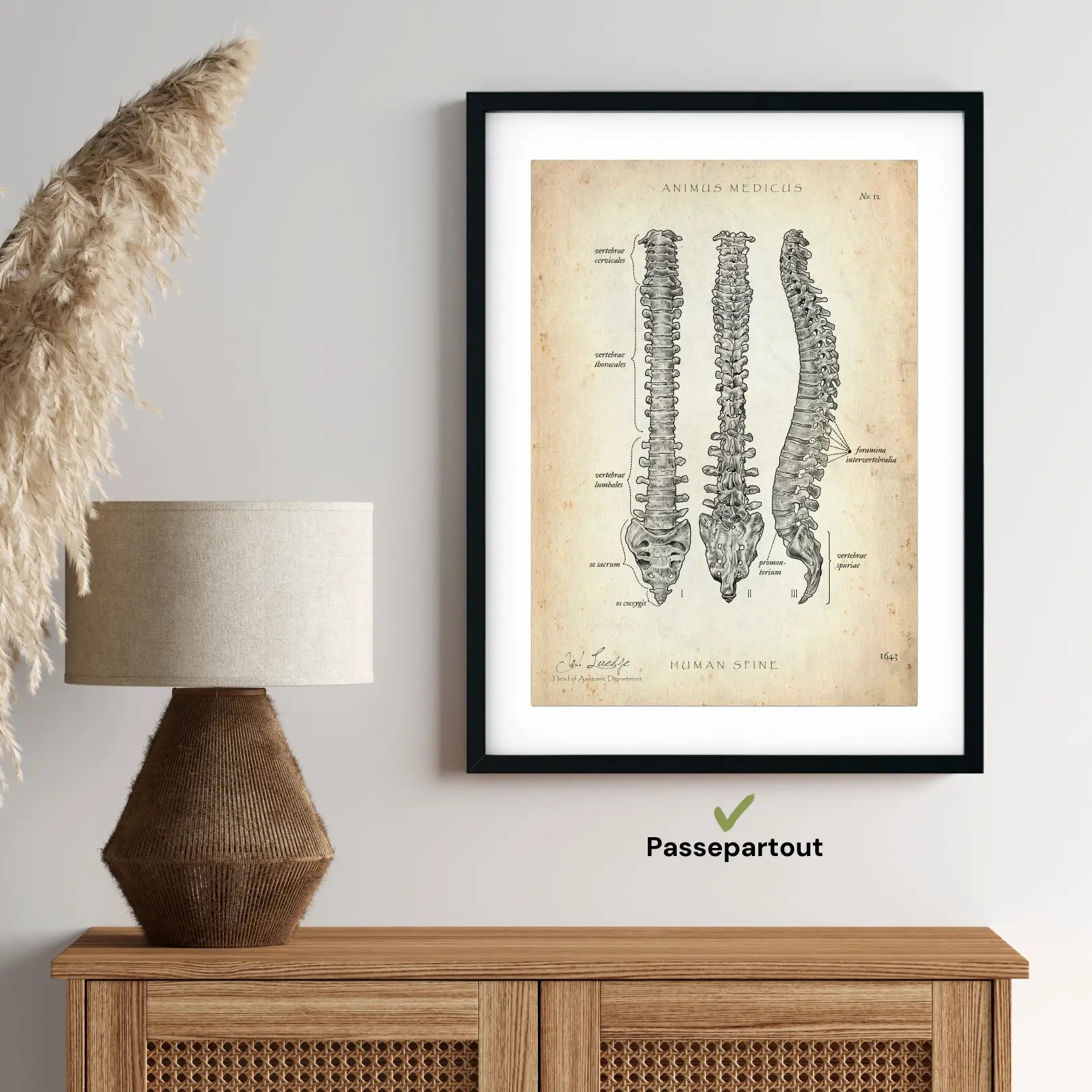 Colonne vertébrale | Structure et anatomie