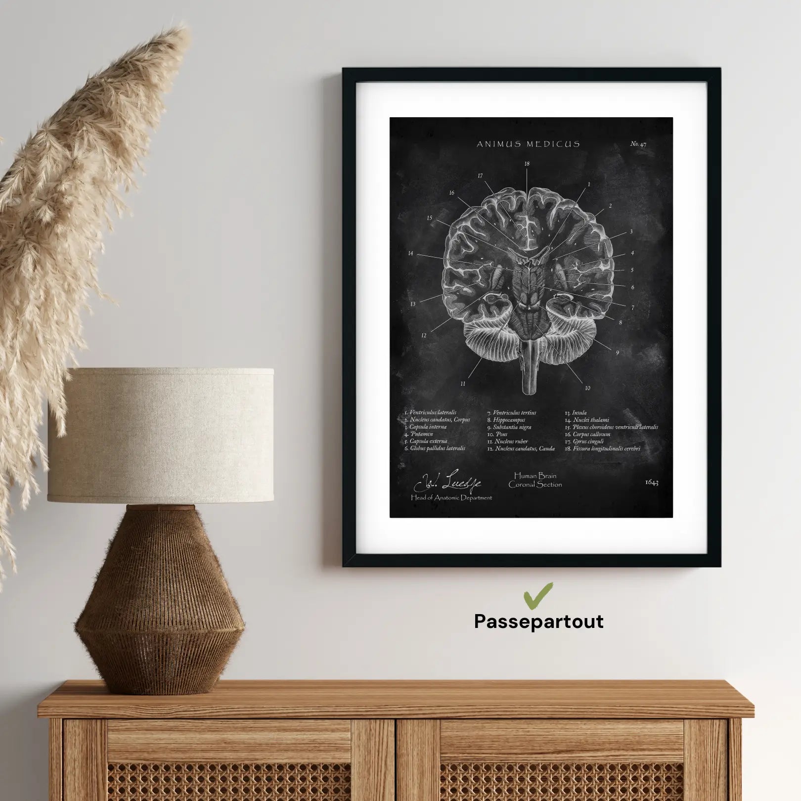 Structure du cerveau en section - tableau