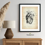 Anatomie du coeur