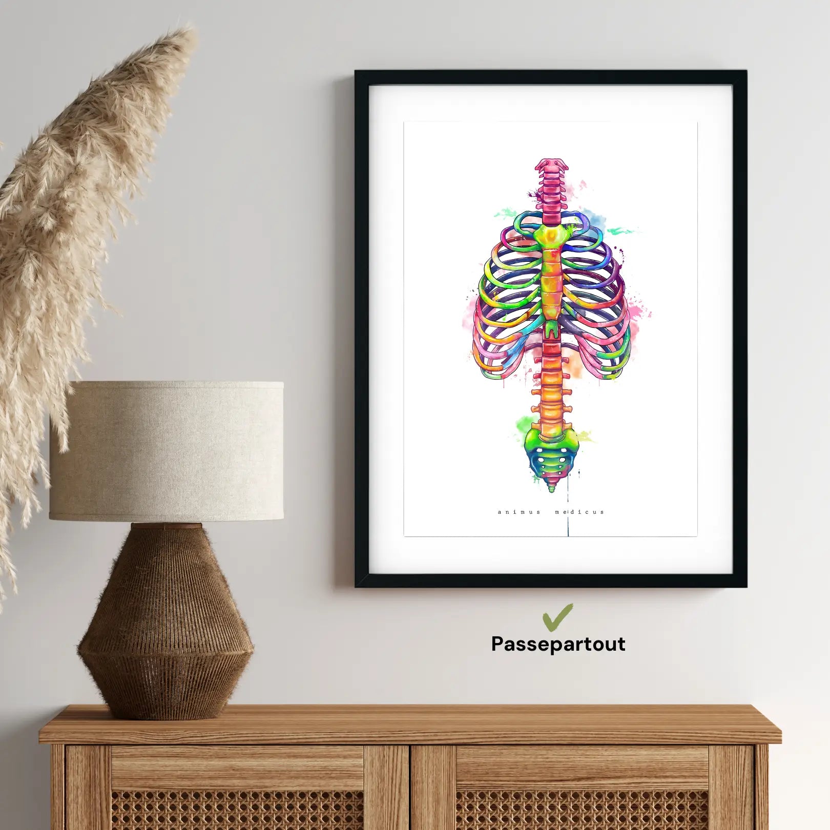 Anatomie du thorax - Arc-en-ciel