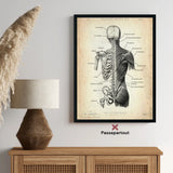 Anatomie du dos | les os et les muscles