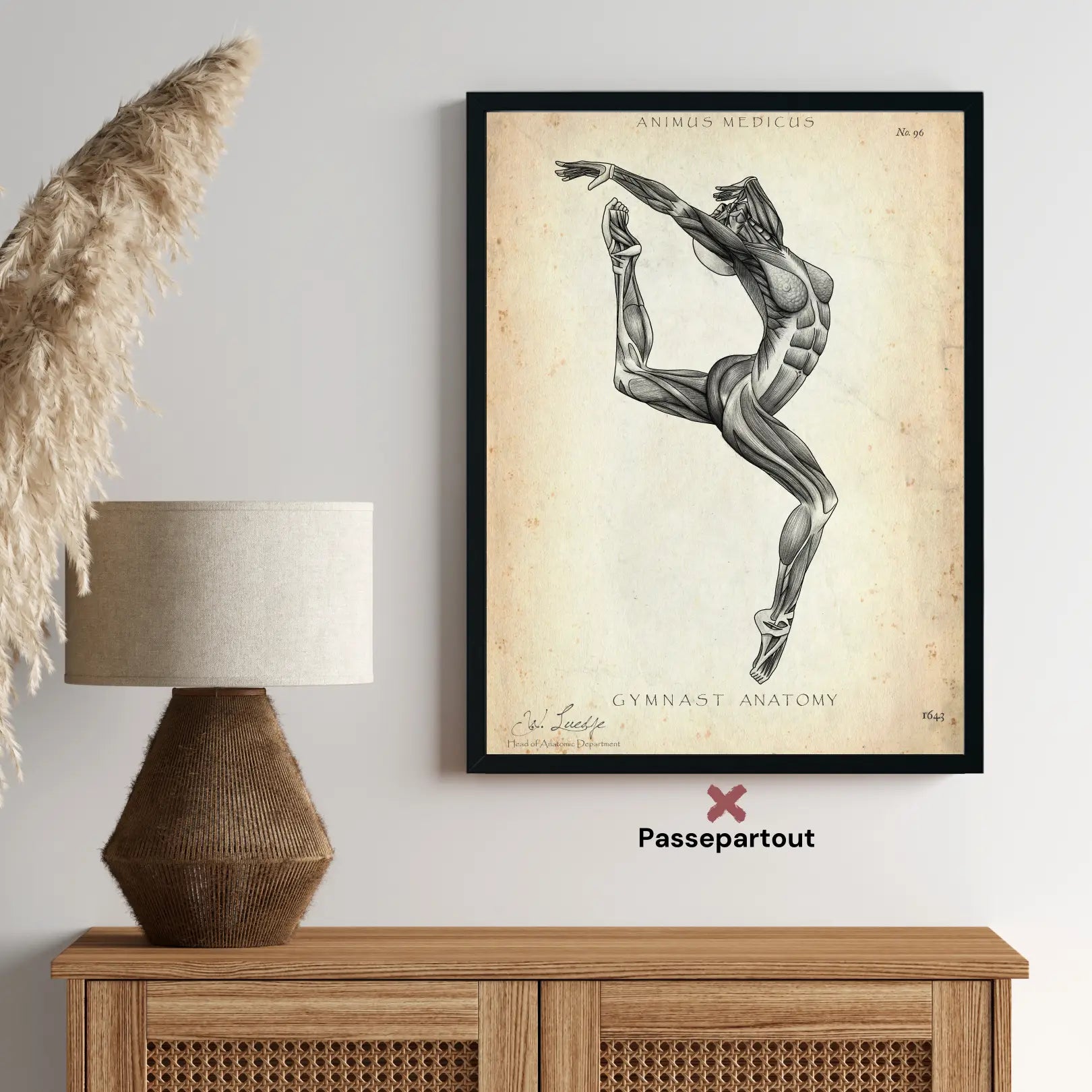 Affiche d'anatomie de gymnastique II